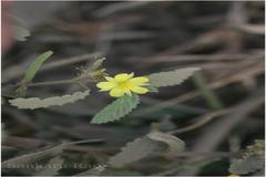 Corchorus urticifolius